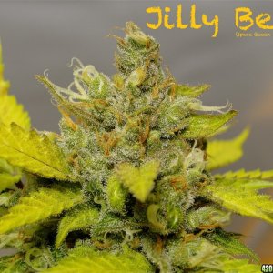 Organic Jilly Bean (Space Queen x Orange Velvet)