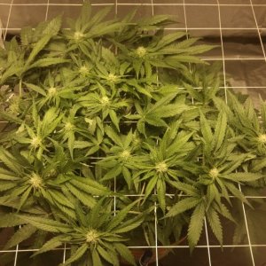 J.S.D.S. DAY 69 from seed 34 days of 12/12 lights 17 DAYS Flowering & s
