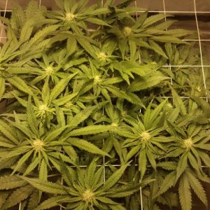 J.S.D.S. DAY 70 from seed 35 days of 12/12 lights 18 dayz flowering