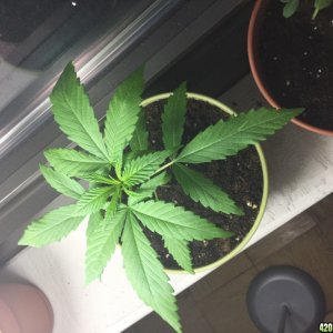 Three week old plant