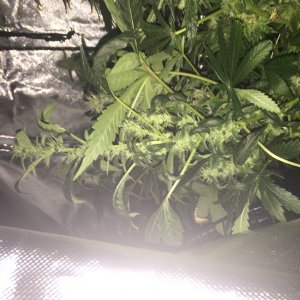 Help! 5th week flowering problems