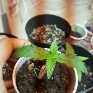 IS t good time to transplant ?