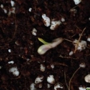 First Sprout