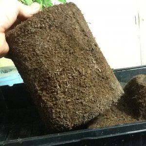 Roots in coco (Green Crack)