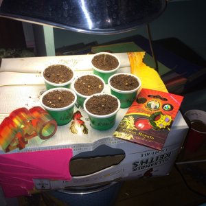 first grow from seed