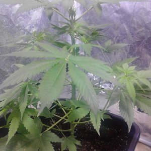 auto black cream 30 day old from seeds