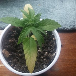 Stunted growth and yellowing leaves