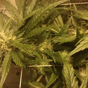 J.S.D.S. 82 days from seed 47 days of 12/12 lights