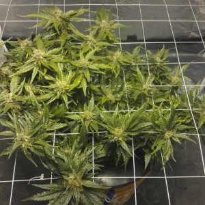 J.S.D.S. DAY 92 from seed 57 days of 12/12 lights