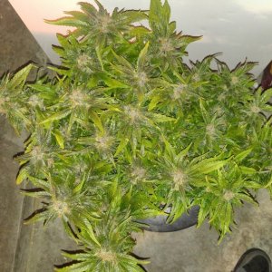 J.S.D.S. DAY 99 from seed 64 days of 12/12 lights harvest day!!!!
