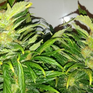 J.S.D.S. DAY 99 from seed 64 days of 12/12 lights harvest day!!!!