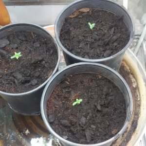 3 "Mystery Seed" Sativa Dominate Seedlings
