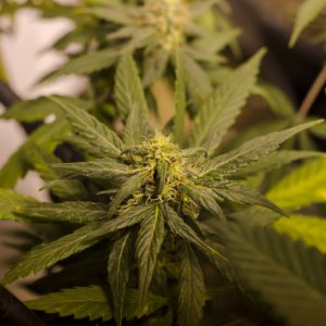 Cannabis_Flower16