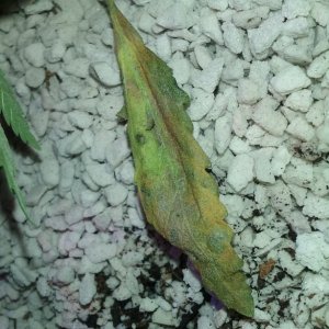 Vanilla Kush Dying Leaf