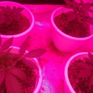 crop king seeds white widow and green crack