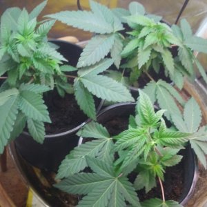 Mystery Seeds - Veg Day 26 - Clones Taken from Bottom Plant