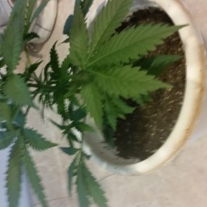 crop king seeds white widow and green crack