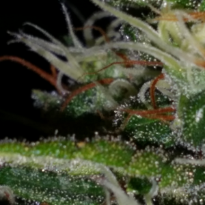 trichome day 59