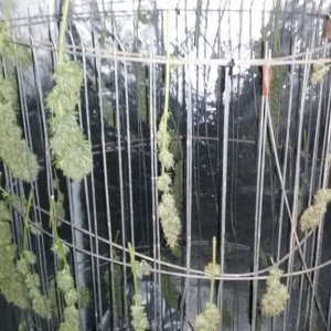 drying day 4