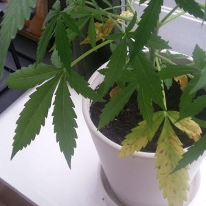 Plant 6 weeks