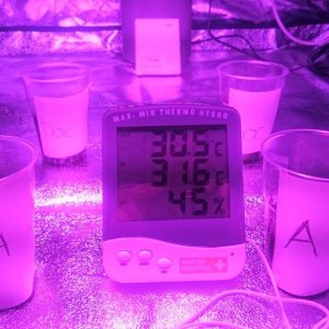Close up of temp/hygrometer and plants in solo-cup