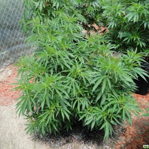 2016 Organic Greenhouse Grow-6/24/16