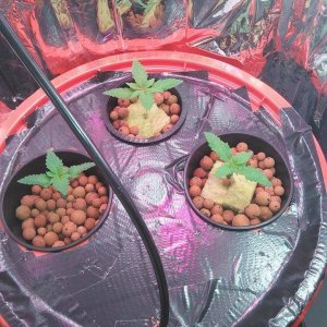 new grow 3 plants