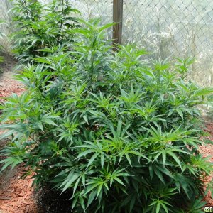 2016 Organic Greenhouse Grow-6/28/16