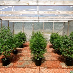 2016 Organic Multi-Strain Greenhouse Grow-#2-6/30/16