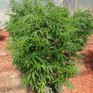 2016 Organic Multi-Strain Greenhouse Grow-6/30/16