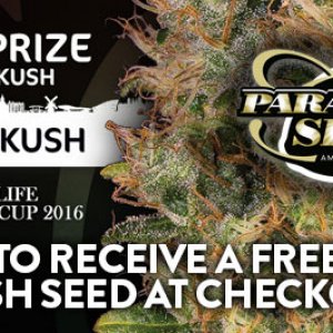 Paradise Seeds Check Out Offer