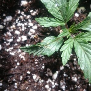 Early signs of deficiency?