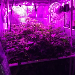 Day 15 Heavyweight seeds Fruit Punch
