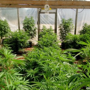 2016 Organic Multi-Strain Grow-Greenhouse #1-7/3/16