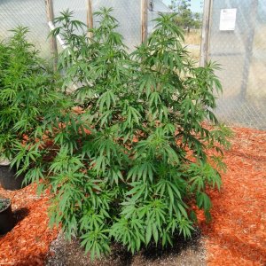 2016 Organic Multi-Strain Greenhouse Grow-7/4/16
