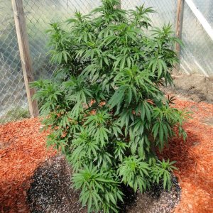 2016 Organic Multi-Strain Greenhouse Grow-7/4/16