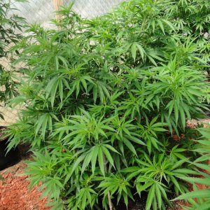 2016 Organic Multi-Strain Grow-Greenhouse #1-7/5/16