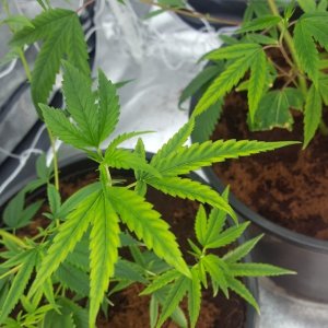 Grow Issues