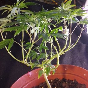 CFL Box Grow - Soil Medium - Bag Seed
