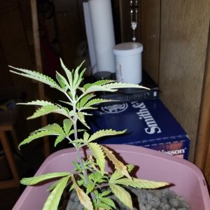 Sick plant need help asap