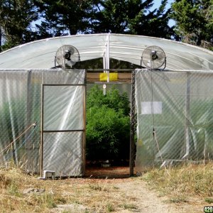 2016 Organic Multi-Strain Grow-Greenhouse #1-7/14/16