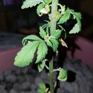 Drooping plant need help