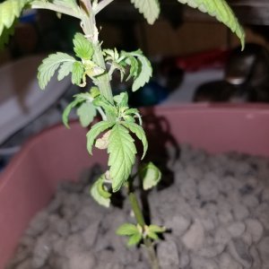 Drooping plant need help