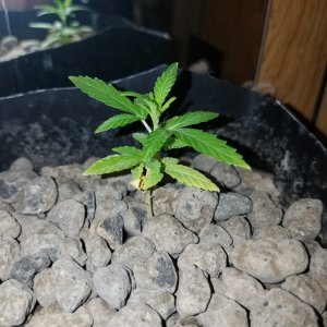 Tiny small growth???