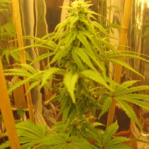 weedplant2