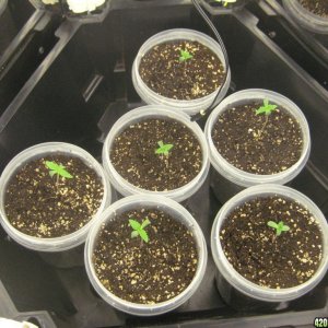 weedplant5