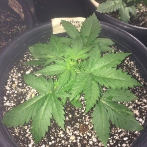 Raspberry Cough2 Coco Veg Stage Week 2