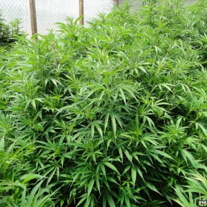 2016 Organic Multi-Strain Grow-Greenhouse #1-7/23/16