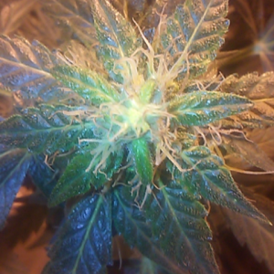 TWA early miss GC chemdawg unknown