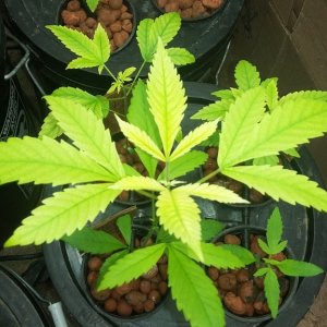 help yellow leaves in early veg